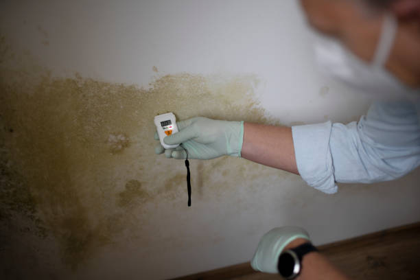 Trusted Highlands, TX Mold Removal Experts
