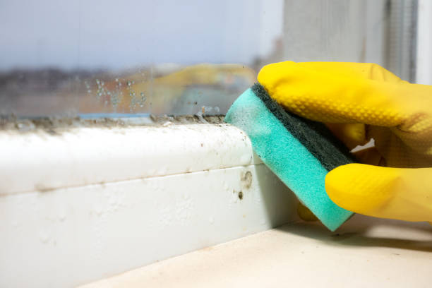 Best Mold Cleaning Services  in Highlands, TX