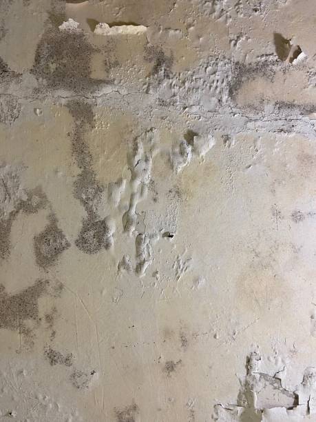 Best Best Mold Removal Companies  in Highlands, TX